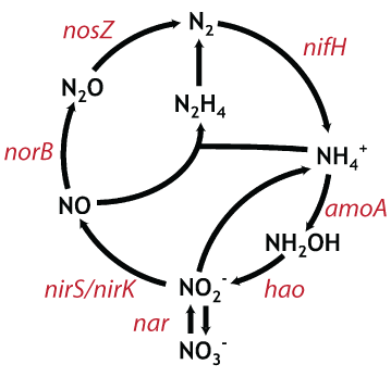 n cycle genes